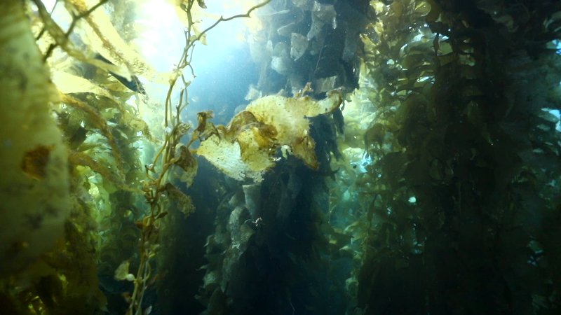 Kelp Forest, California poster