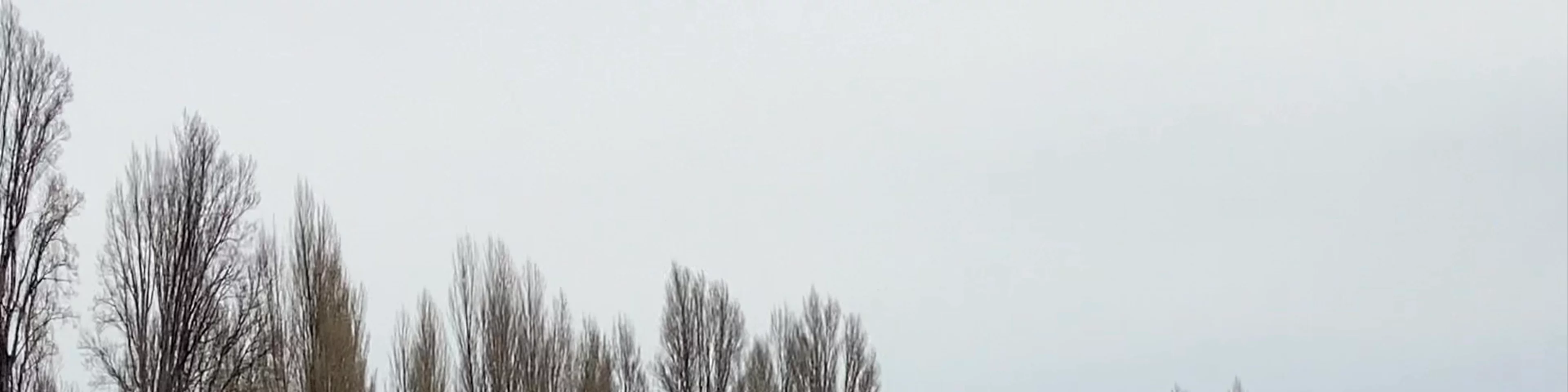 That Wānaka tree