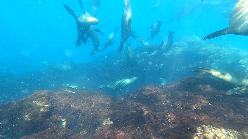 Sea Lion Colony poster