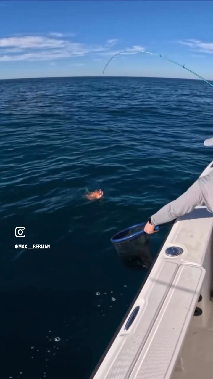 This is the best way to catch hogfish offshore of...