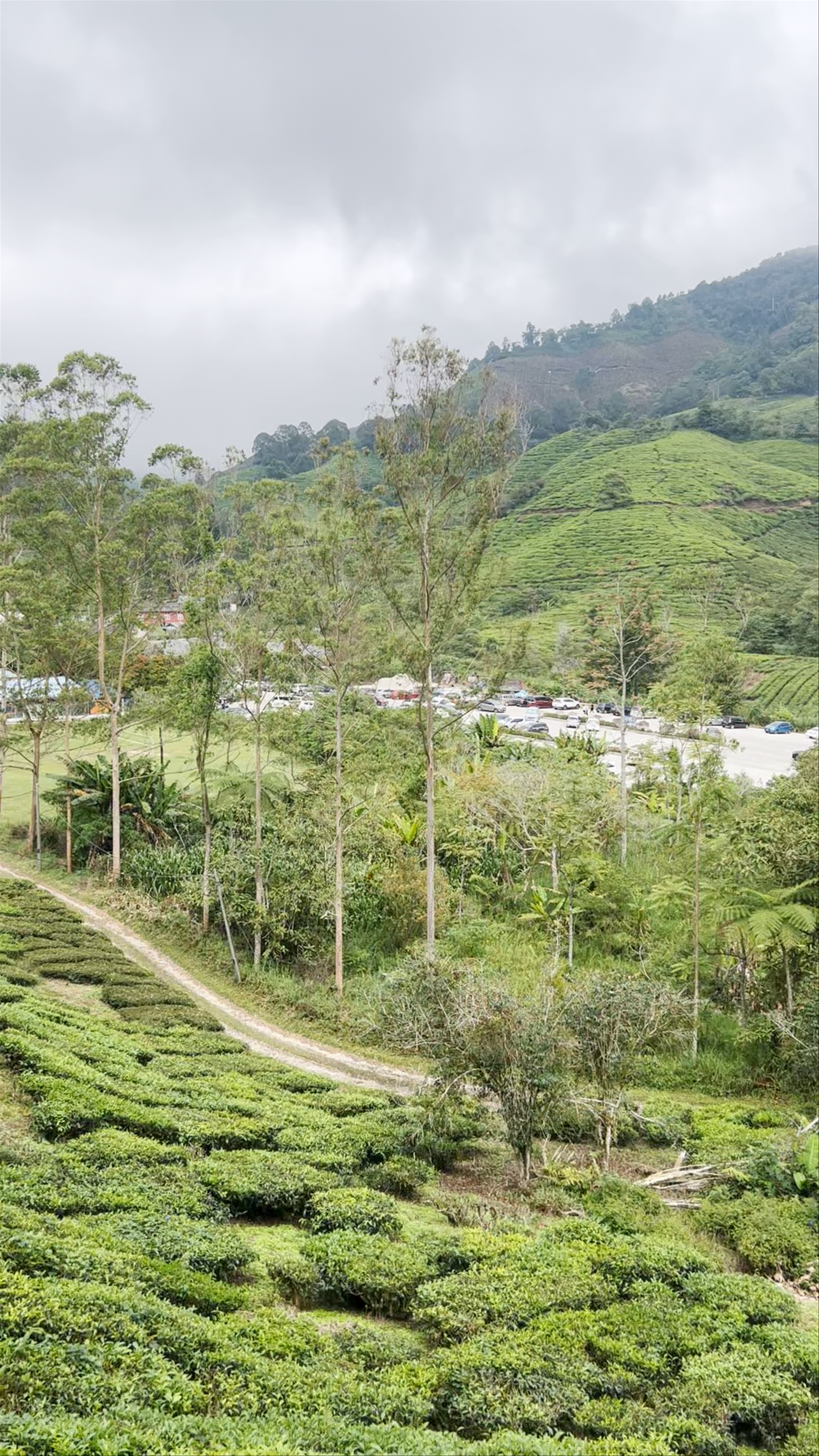 BOH Tea Centre