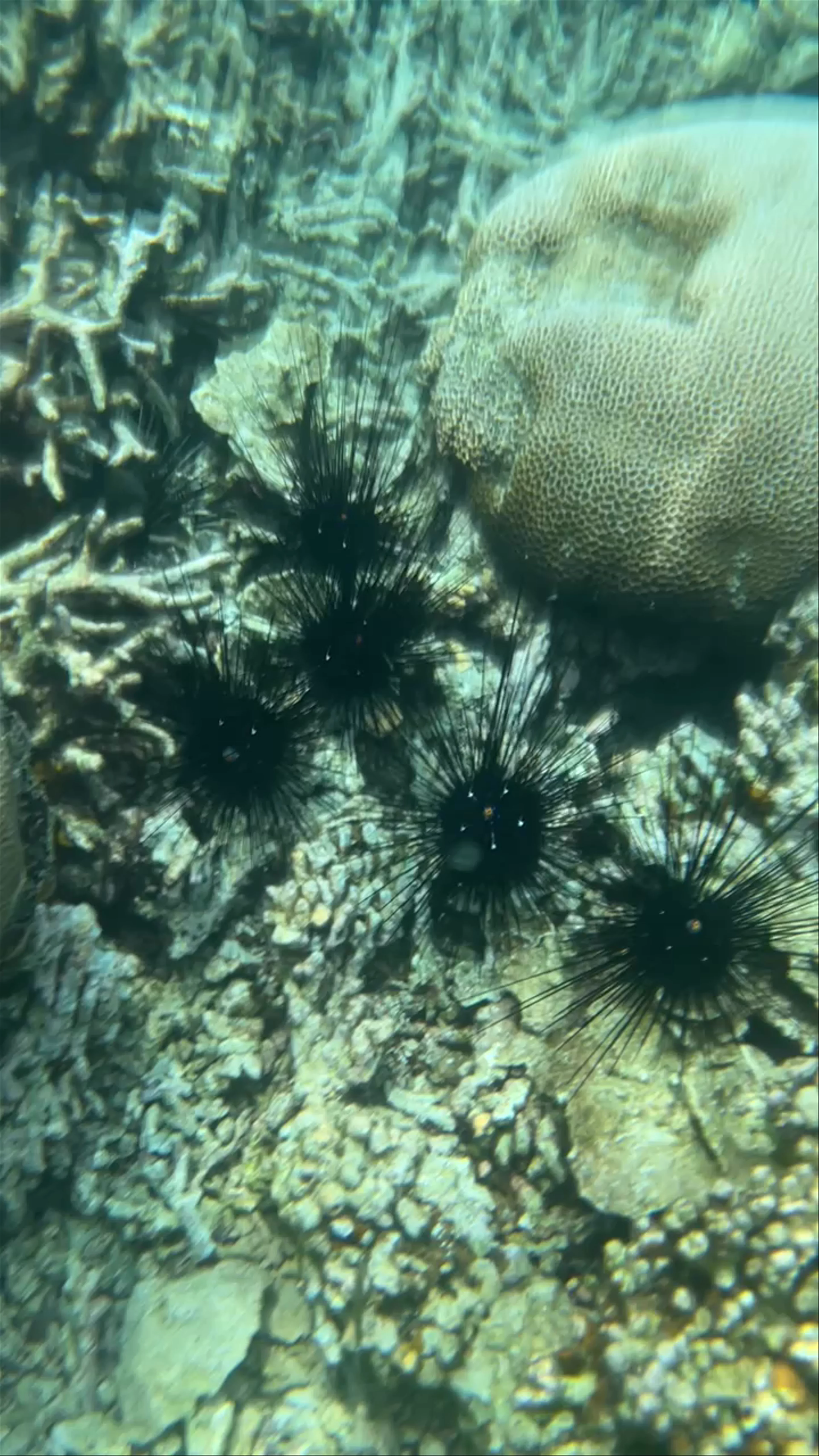 Pulau Renggis