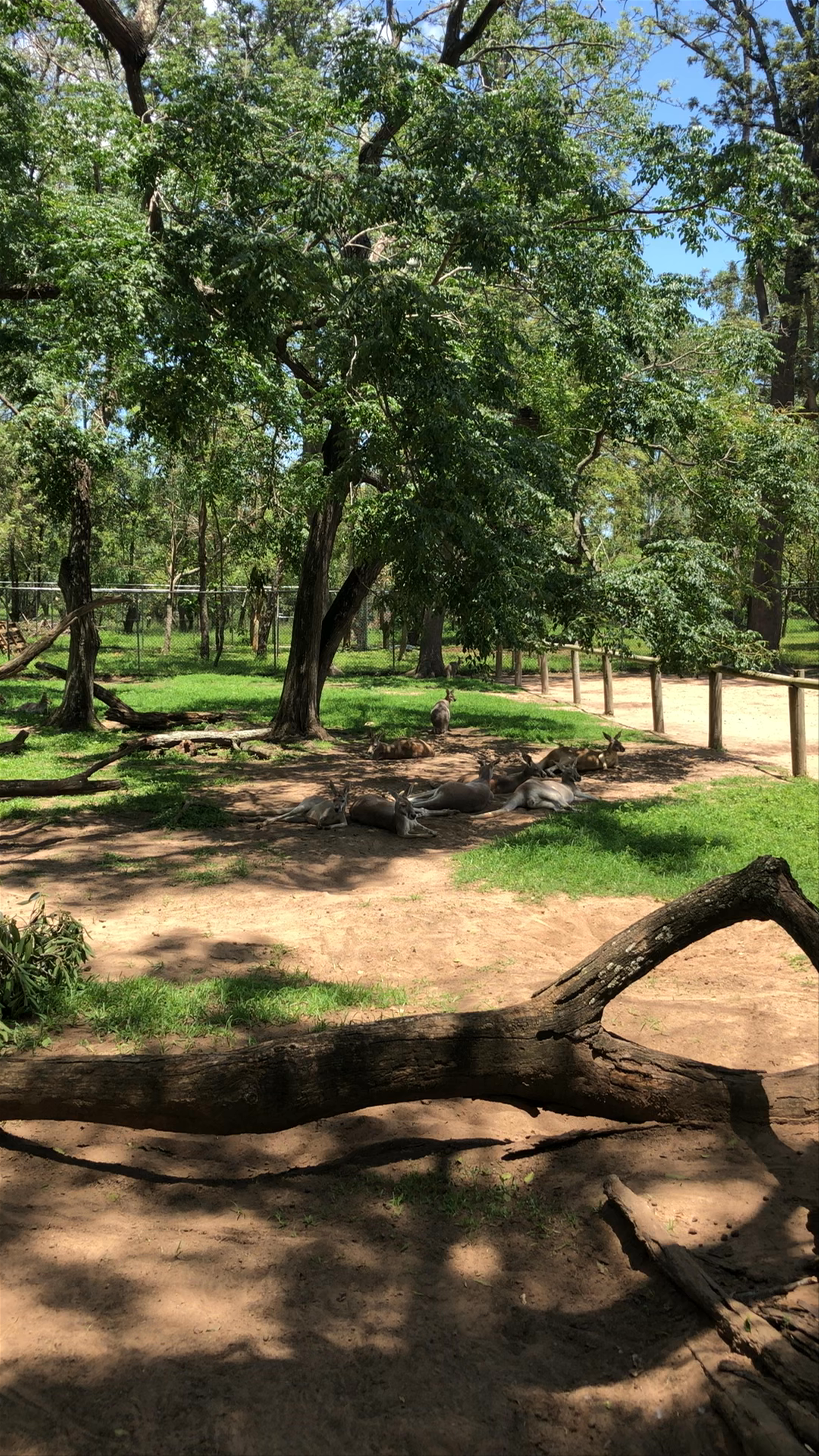 Lone Pine Koala Sanctuary