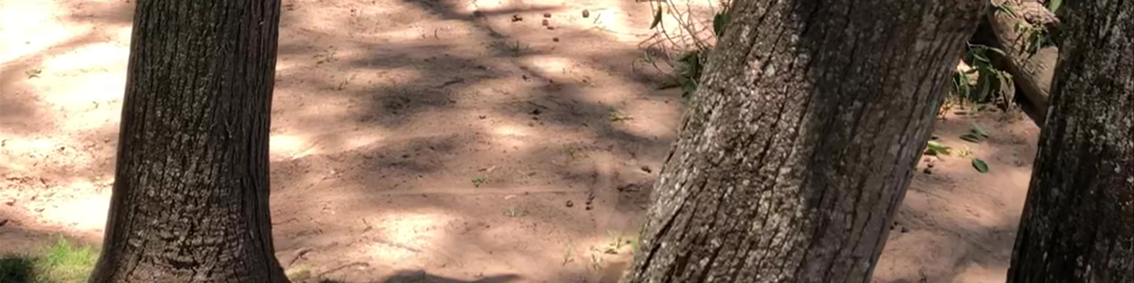 Lone Pine Koala Sanctuary