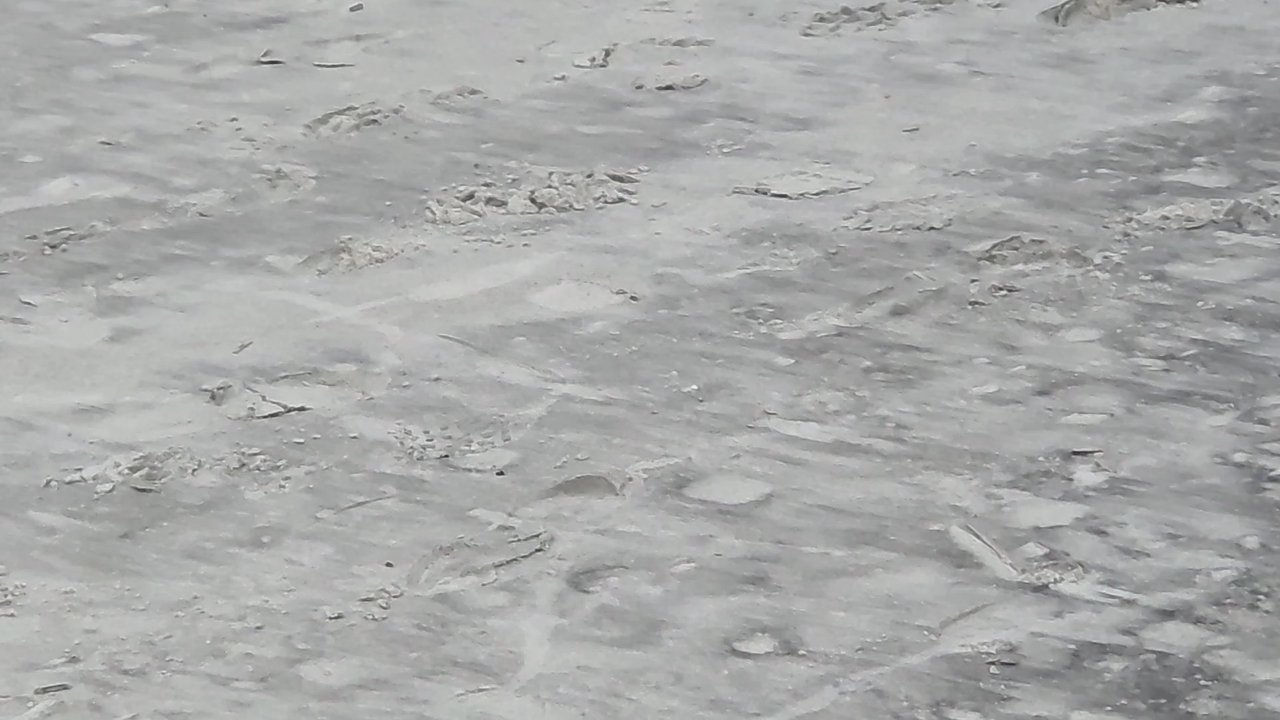 Jacksonville Beach - Kids and birds love the beach! - Beaches Near Me - Jacksonville Beach, Florida