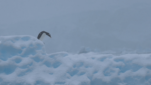 Gentoo Penguins animated gif