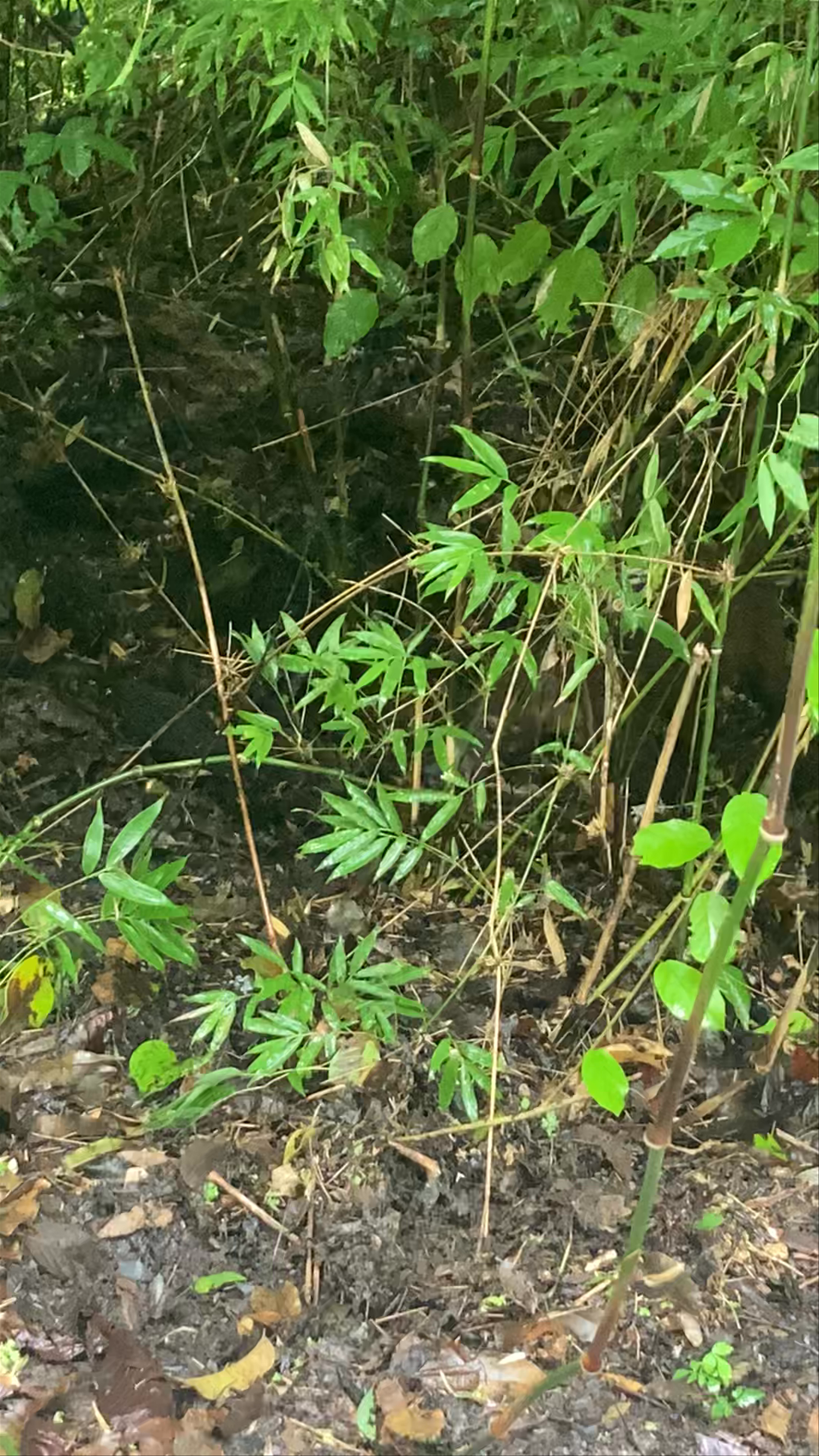 Parque Metropolitano