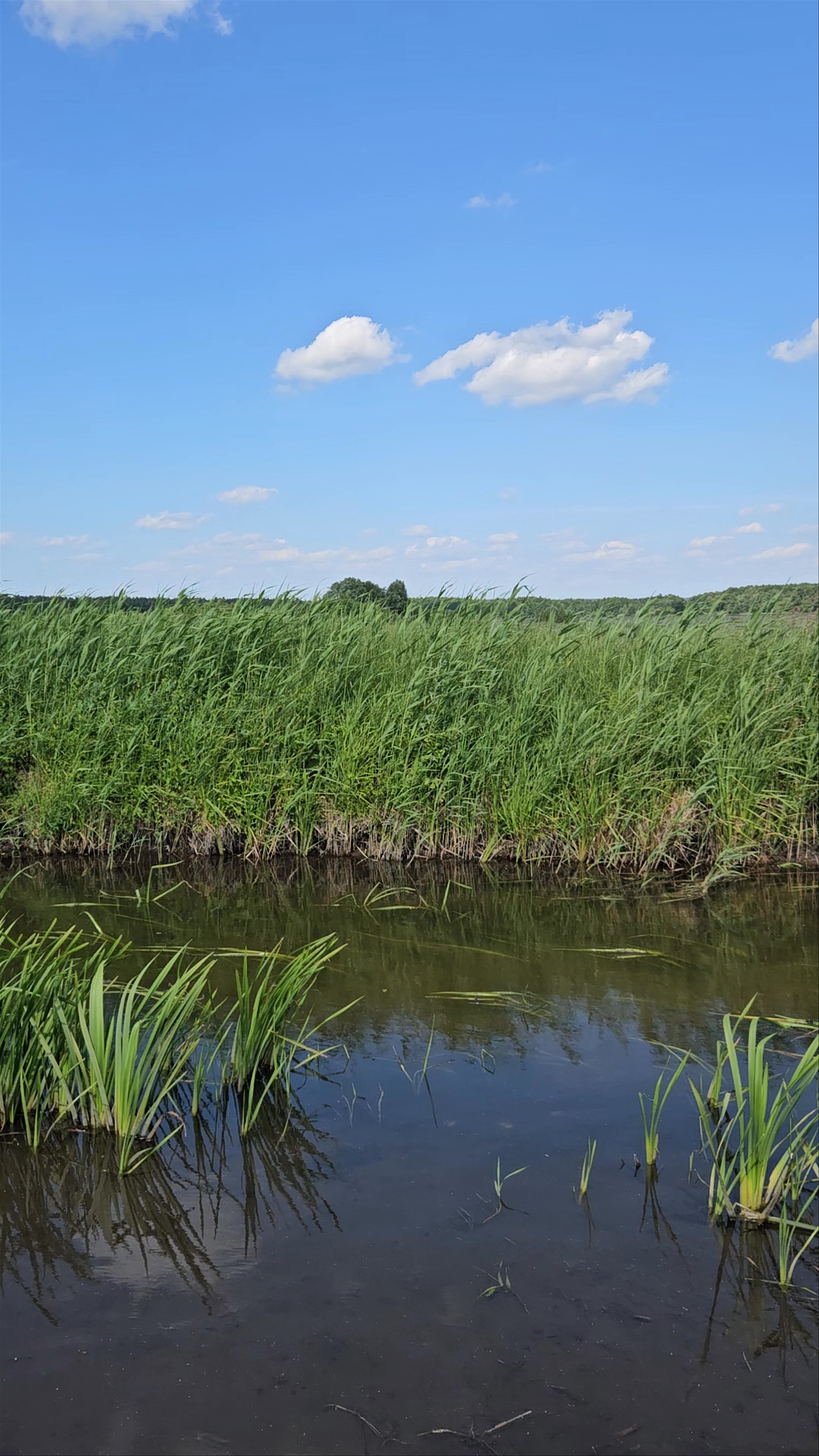 Grodzisko i Osada z 2 poł. IX-X wieku - Żmijowiska
