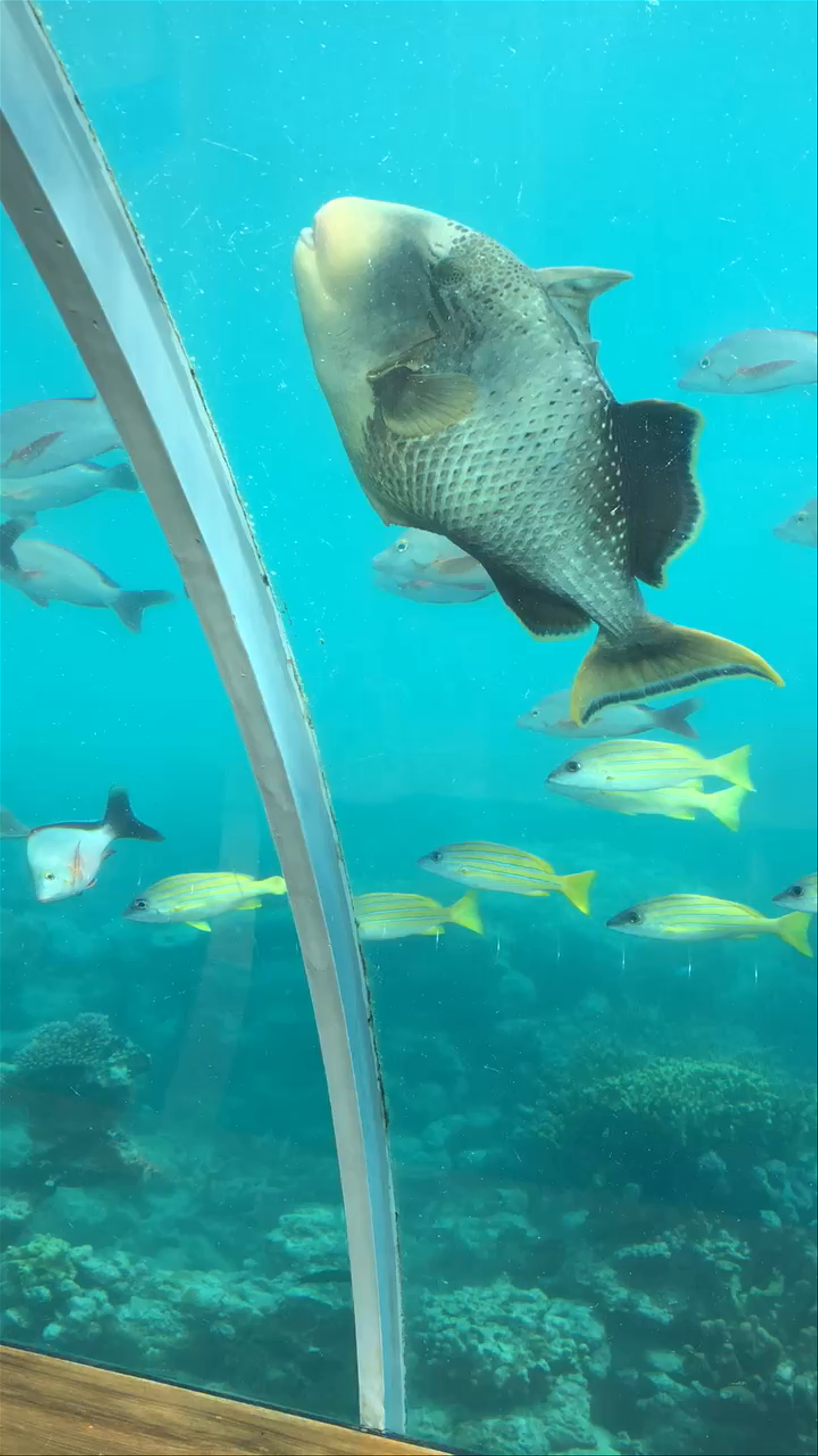 Ithaa Undersea Restaurant