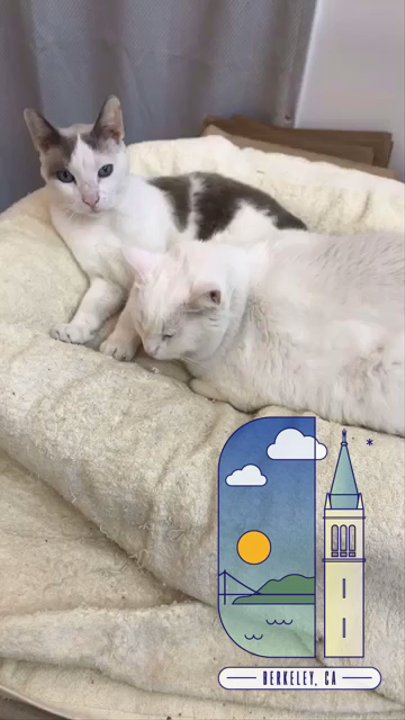 Sleepy Cat Books - Sweet kitties, very peaceful :) - Bookstores Near Me - Berkeley, California