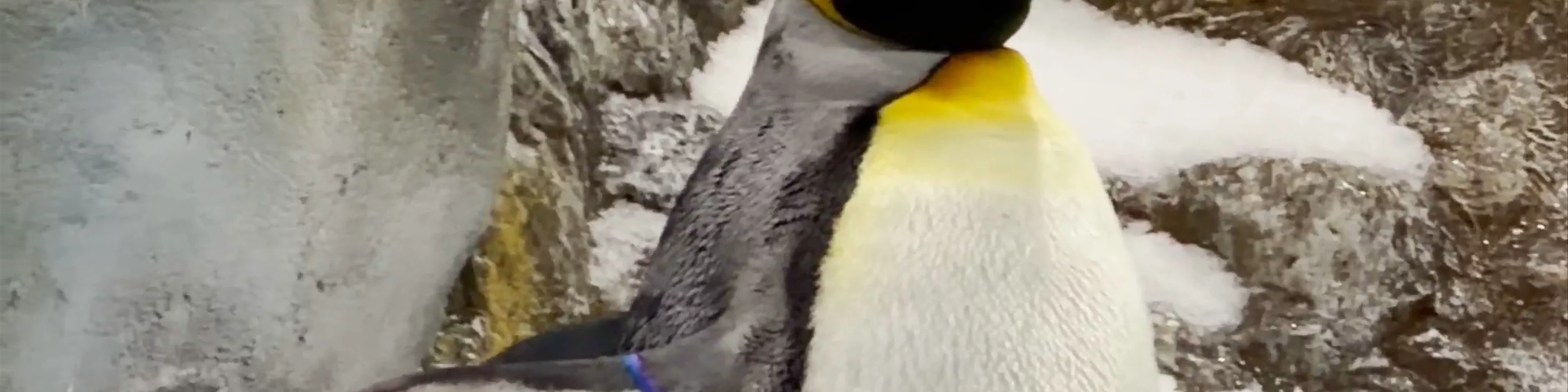 Loro Parque