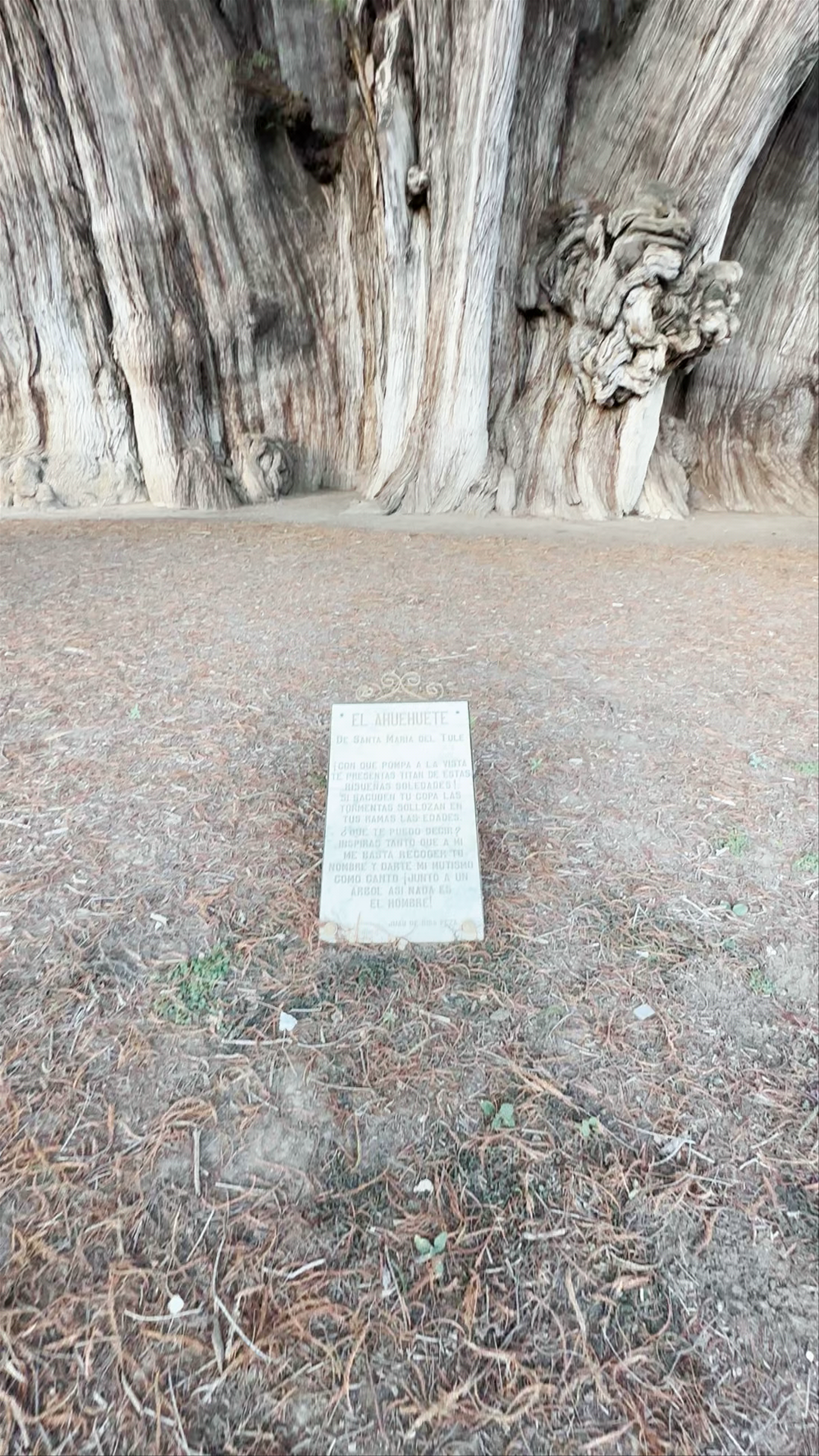 Santa María del Tule