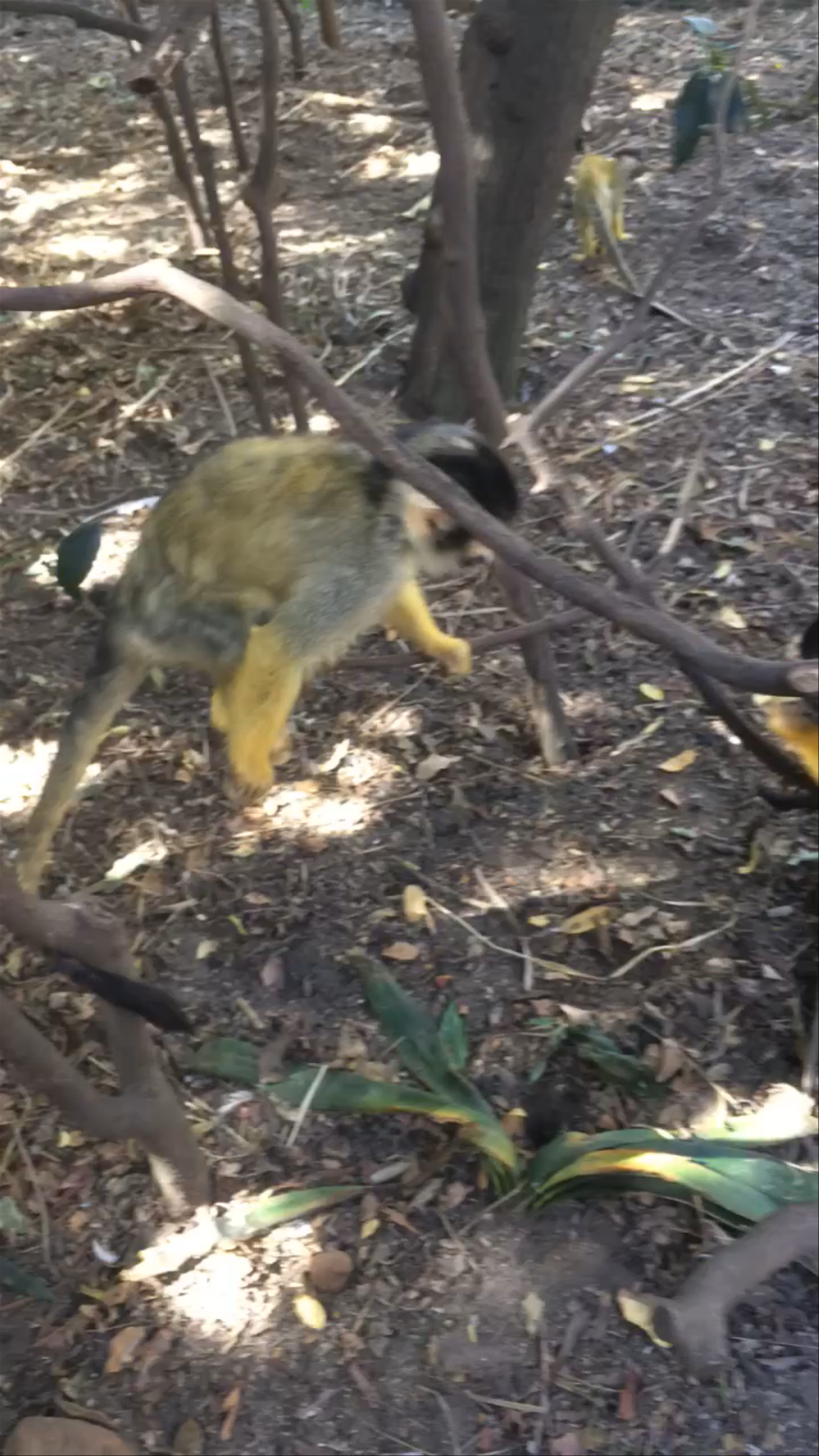 World of Birds Wildlife Sanctuary & Monkey Park