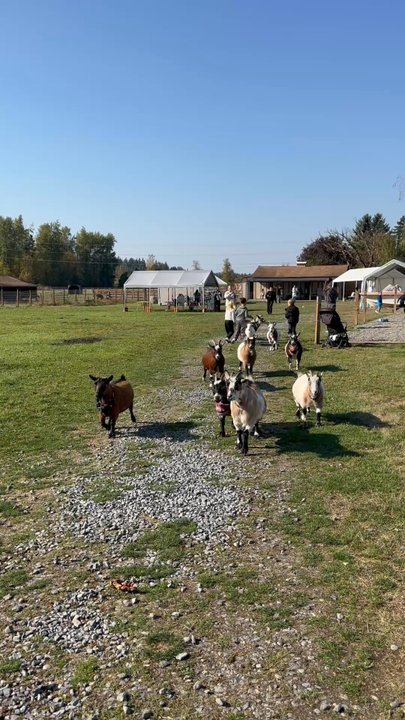 Old McDebbie's Farm - So cute:) - Fishing Near Me - Spanaway, Washington