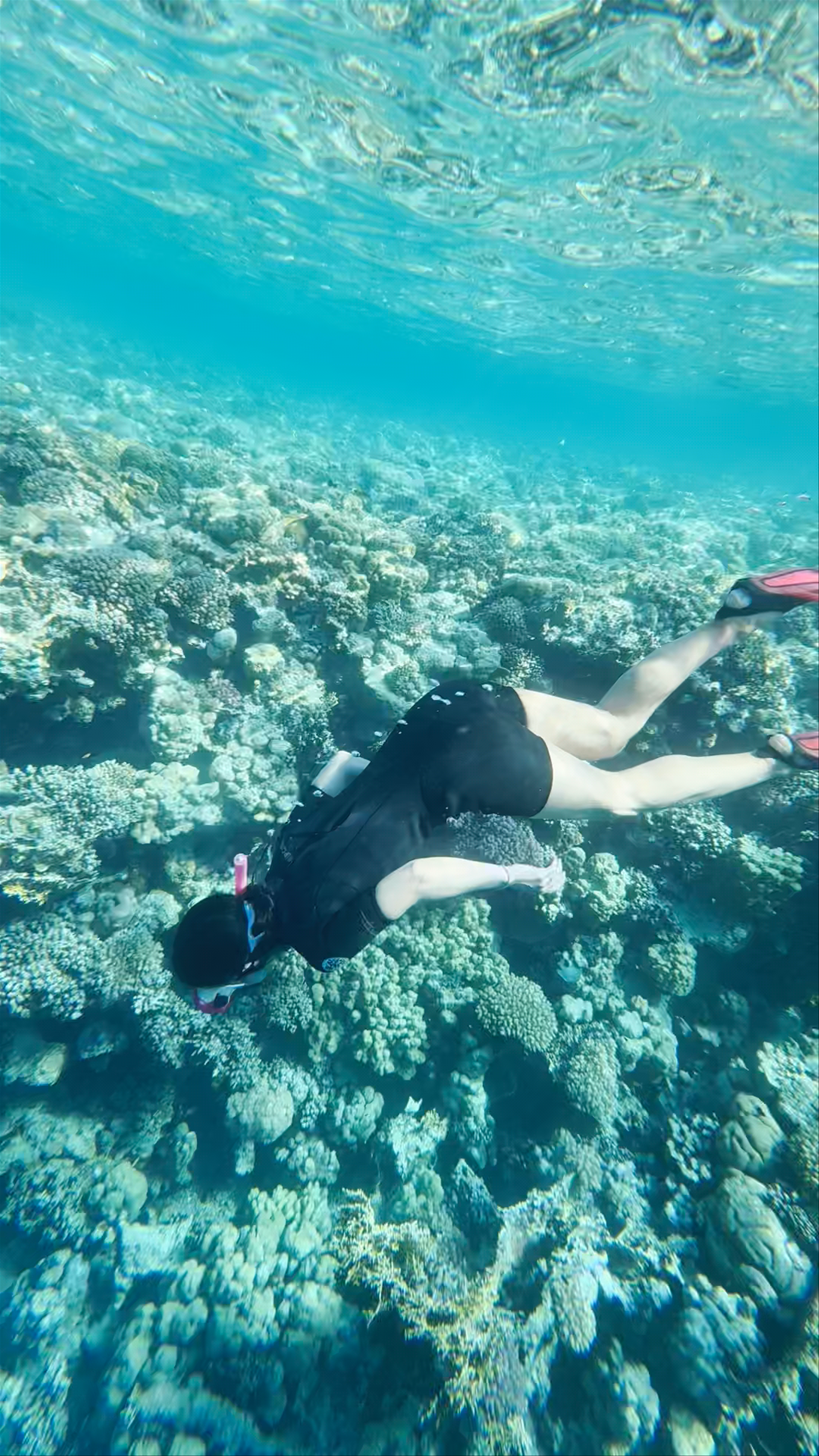 Snorkeling the Vibrant Coral Gardens at Temple Reef, Egypt