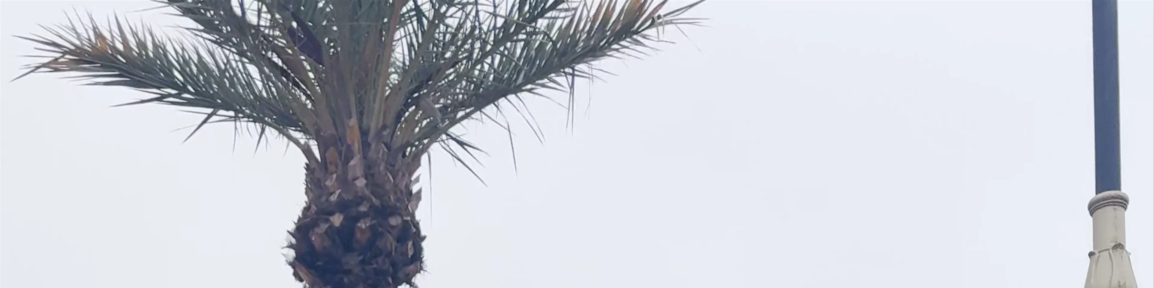 Parc de la Koutoubia