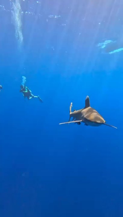 Horizons Unlimited Scuba - Oceanic White Tip Shark coming by to say hi in The Red Sea - Scuba Diving Near Me - Norman, Oklahoma