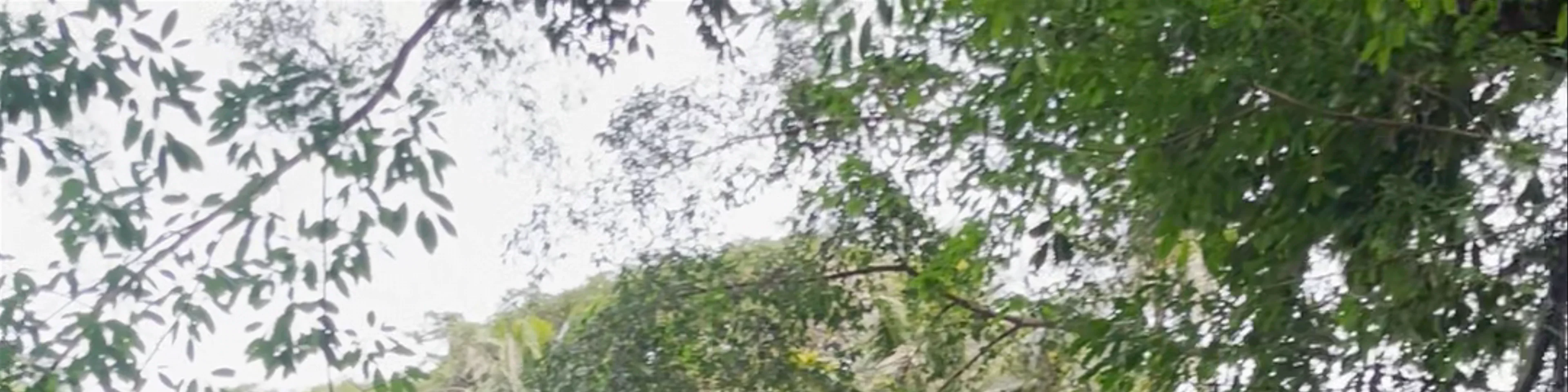 Old Enchanted Balete Tree