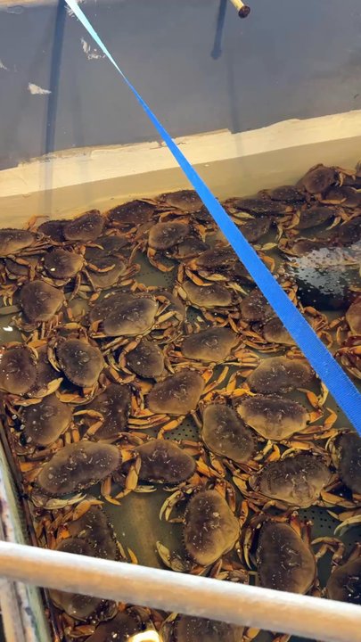 OleBobs Seafood Market - Fresh dungeness - Live/Raw Food Near Me - Astoria, Oregon
