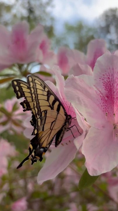 Red Wing Park - Monarch Butterfly on light pink Azalea - Dog Parks Near Me - Virginia Beach, Virginia