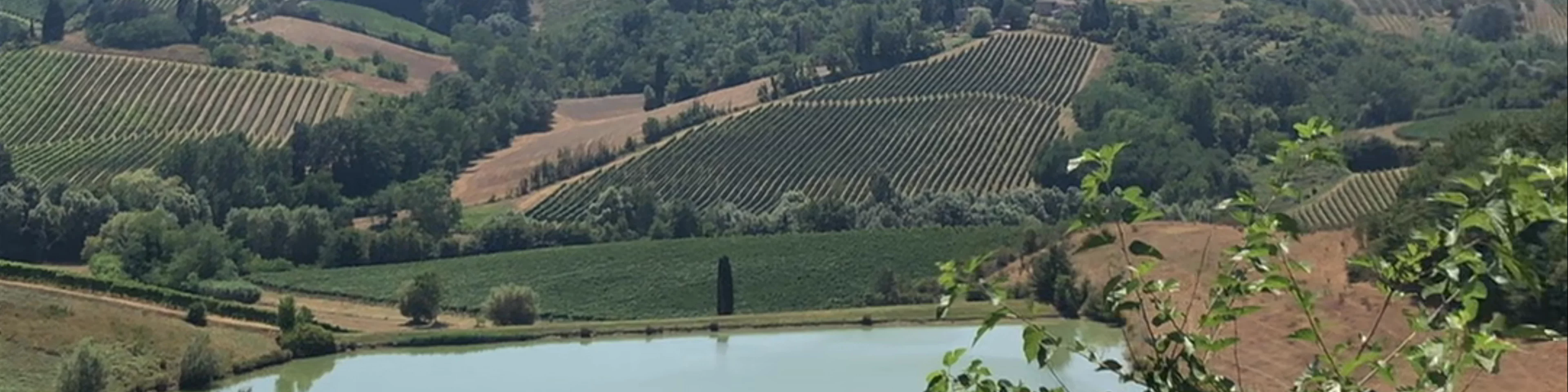 Fattoria Poggio Alloro Vineyard