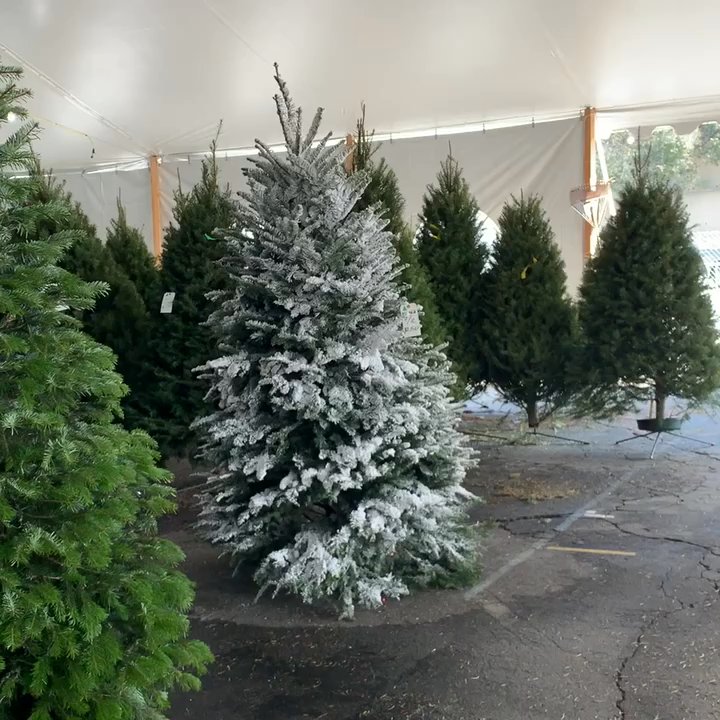 Glendale Tree Lot - Christmas Trees Near Me - Glendale, California