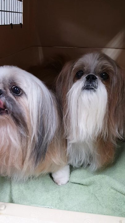 Aurora Kennel - Pet Groomers Near Me - Tulsa, Oklahoma