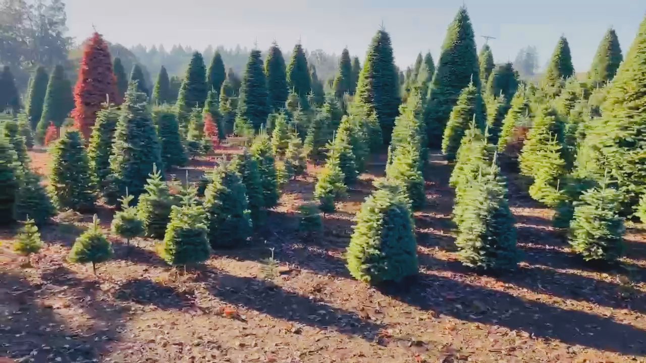 Savvy’s Christmas Trees - Touring the tree farm to pick out the best trees to bring to DFW - Christmas Trees Near Me - Plano, Texas