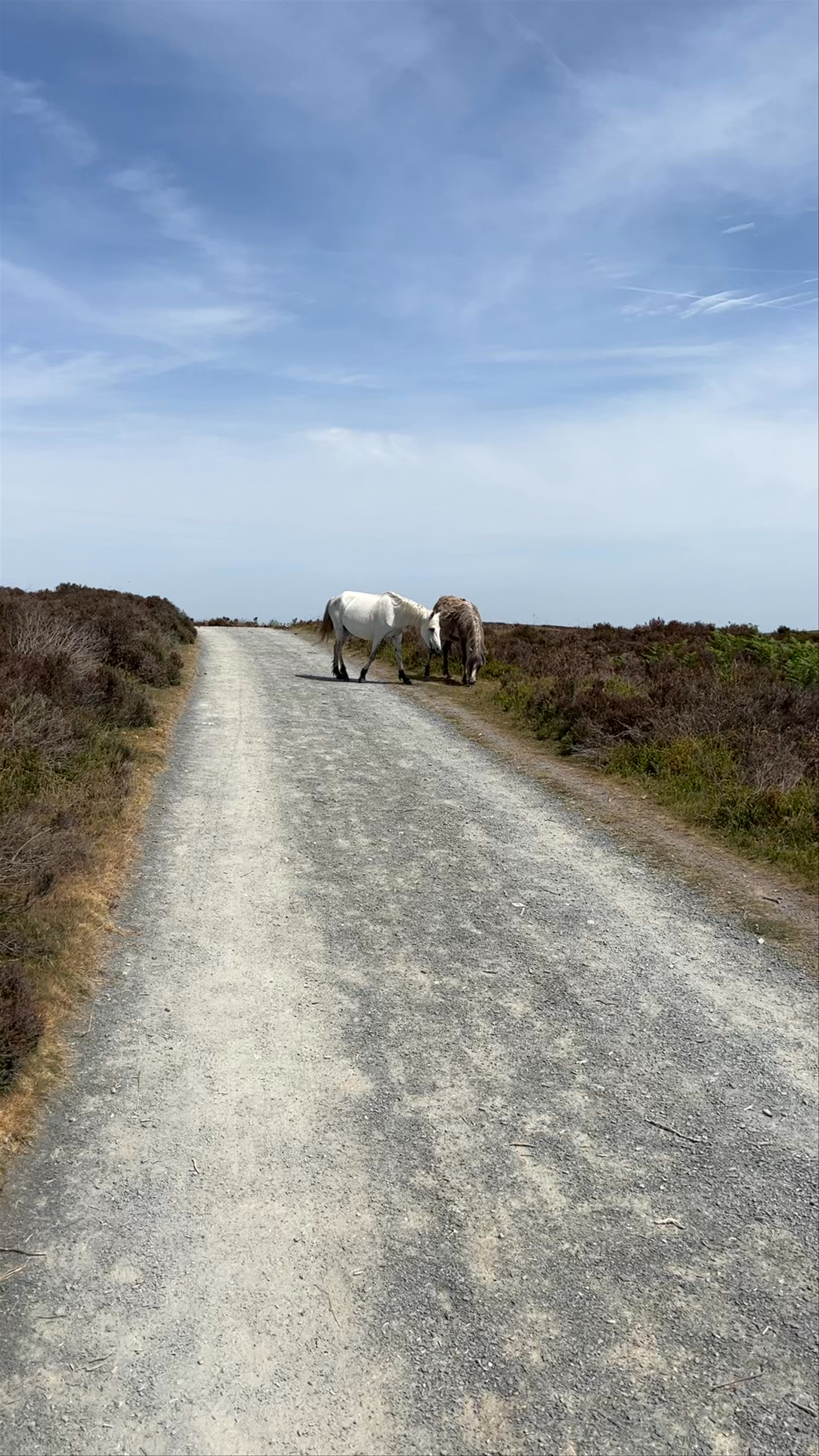 Carding Mill Valley and the Long Mynd