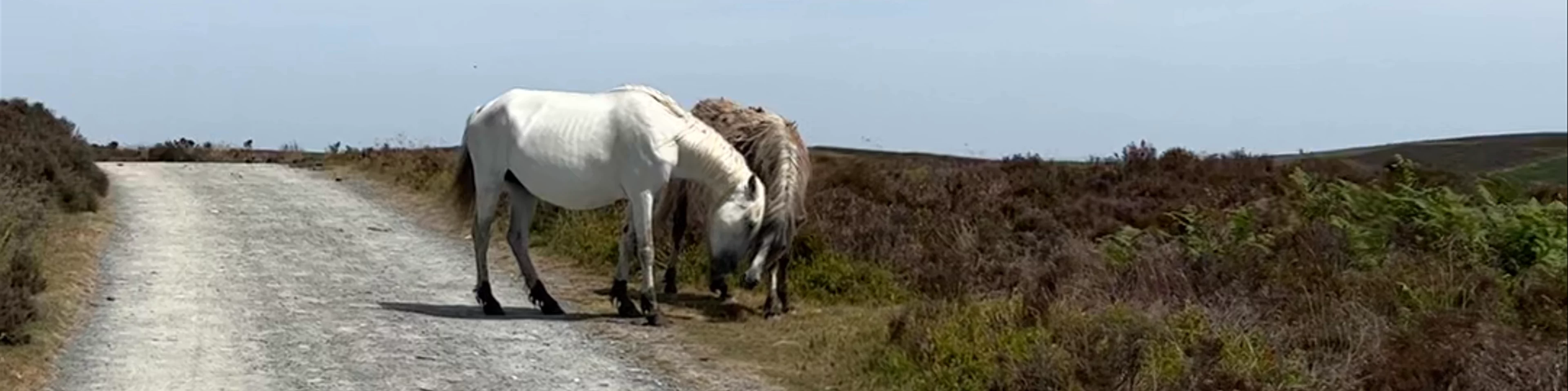 Carding Mill Valley and the Long Mynd