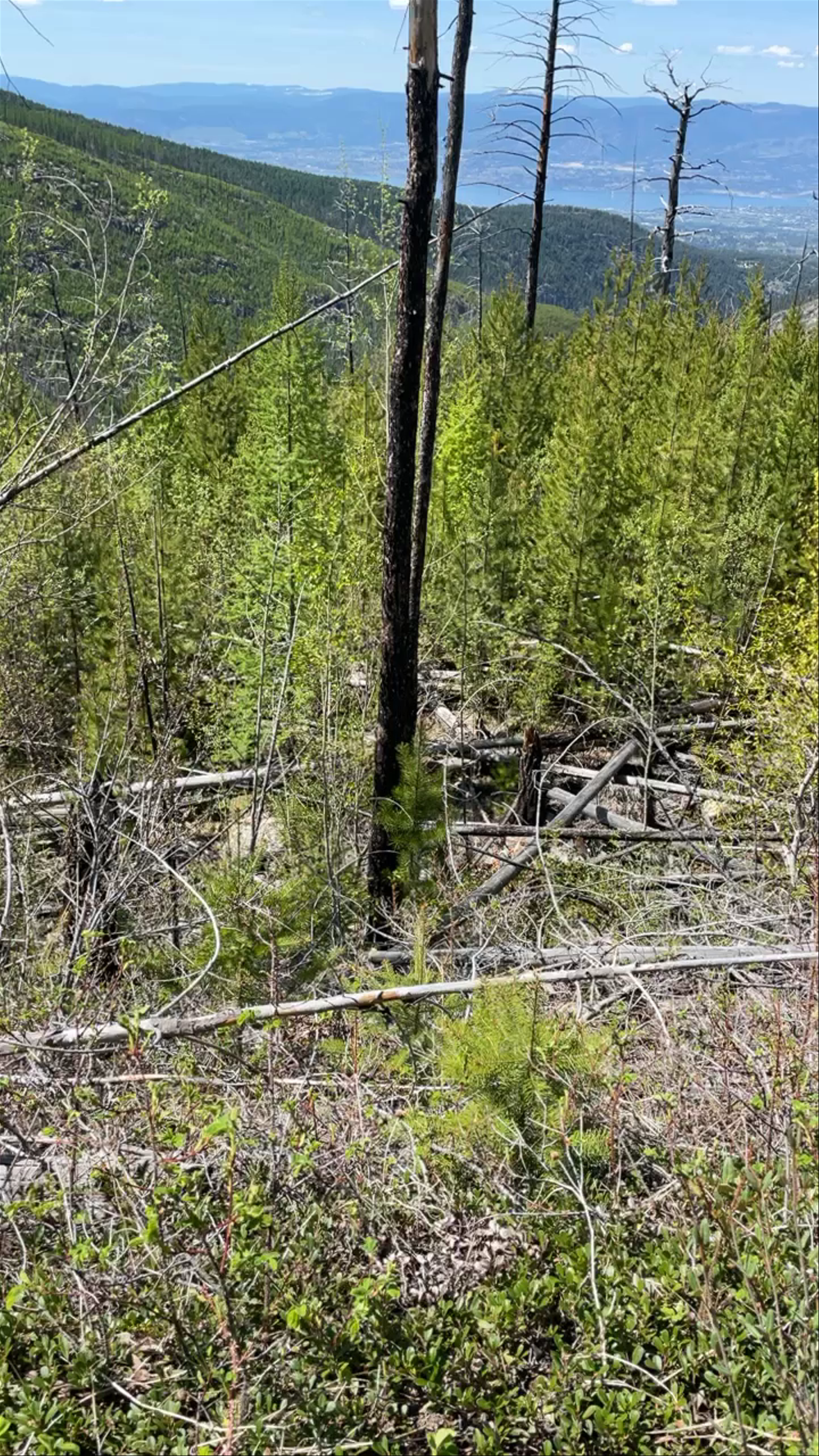 Springtime Renewal Hike near Kelowna, British Columbia