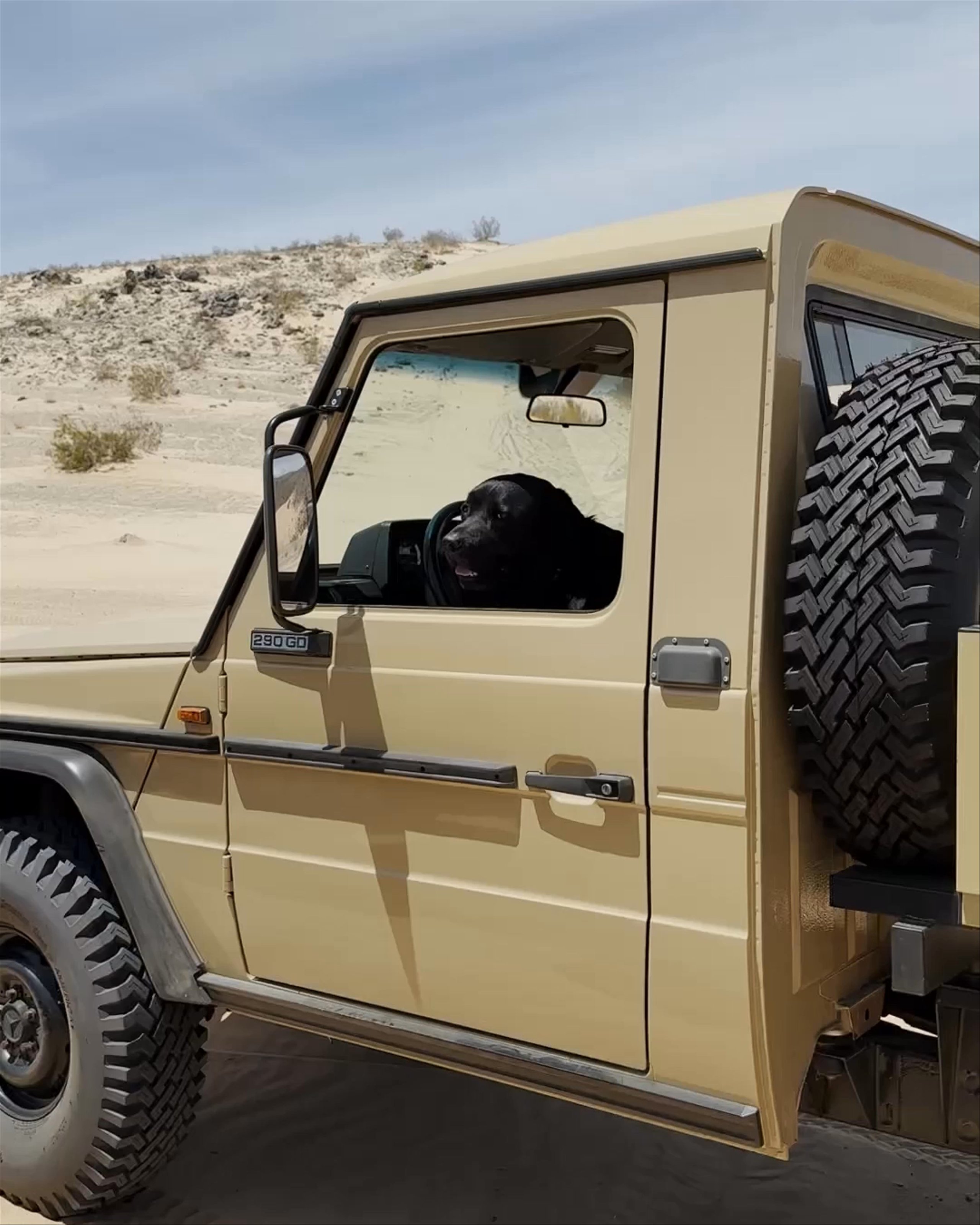 Video of dog sitting in driver seat of vintage yellow truck