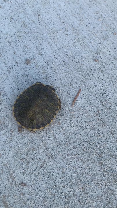 Highlands Park - Cute baby turtle, had to get him off the trail and back into its habitat. - Parks Near Me - Savannah, Georgia