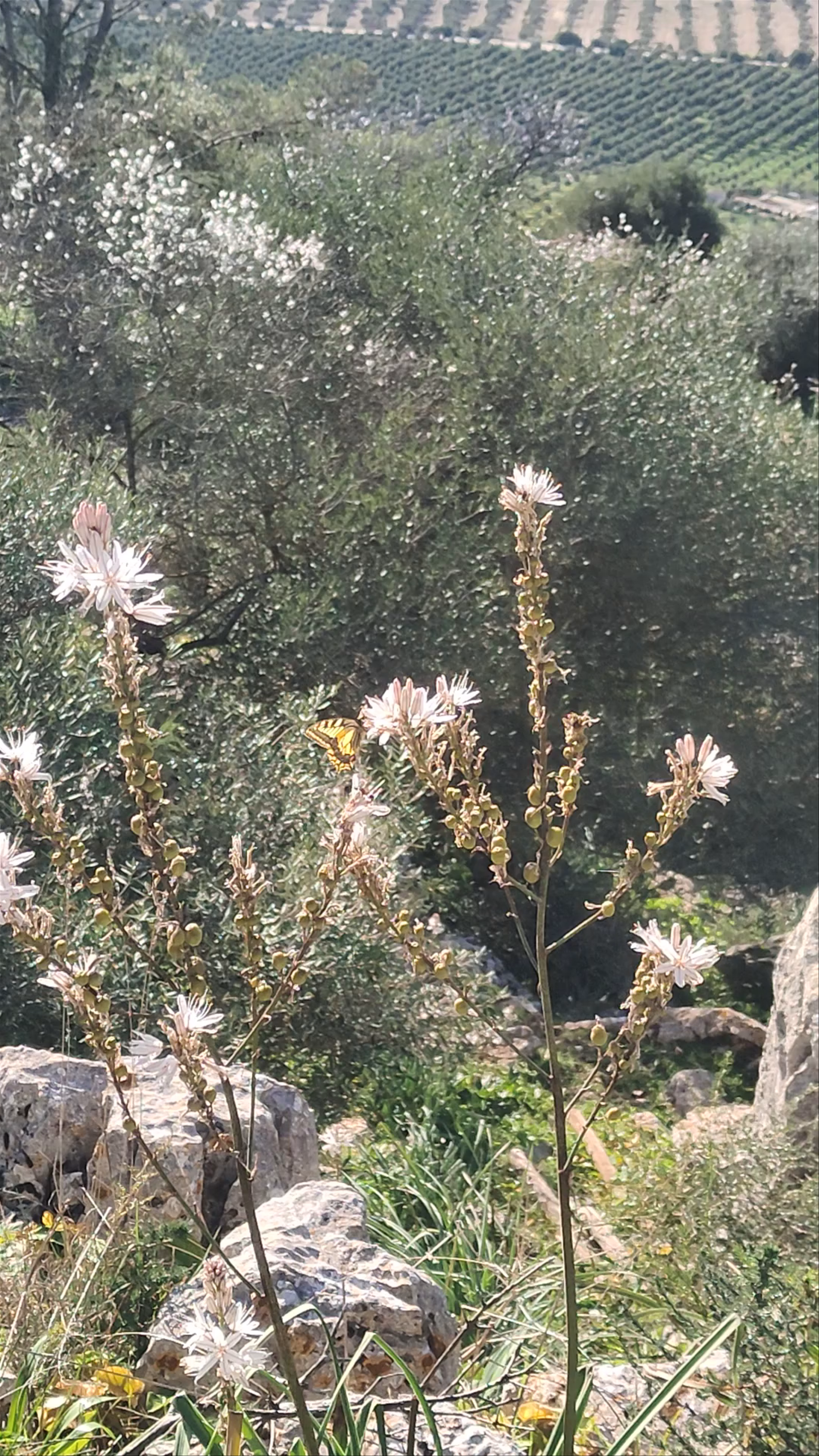 Mirador de la Acebuchosa