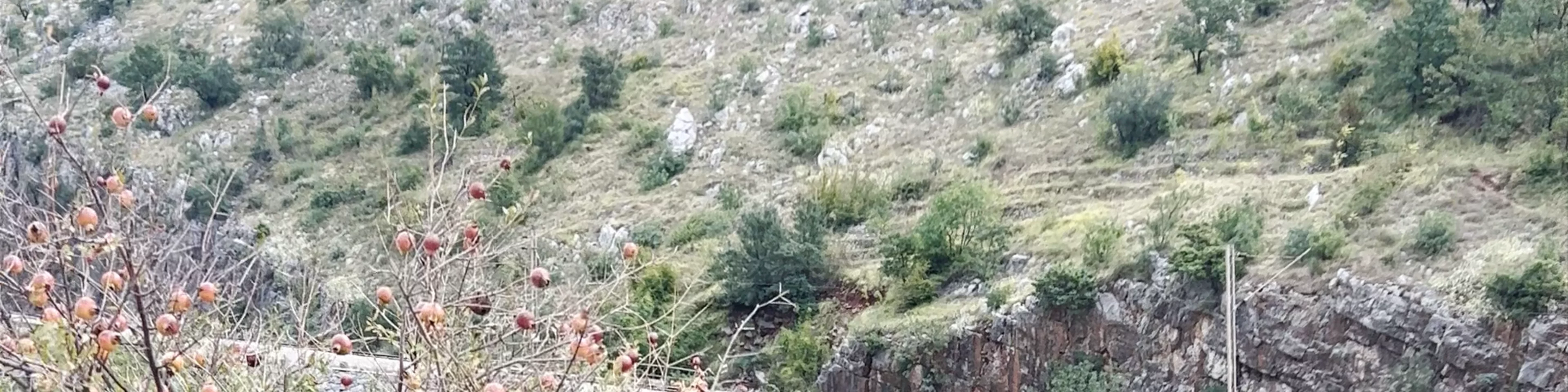 Morača