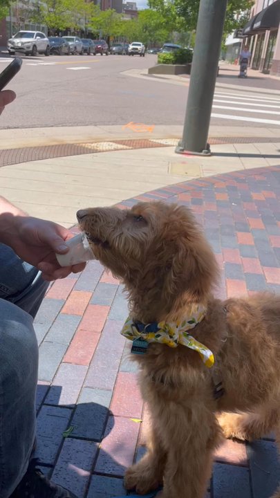 Starbucks - Keoki's second pup cup - Coffee & Tea Near Me - Denver, Colorado