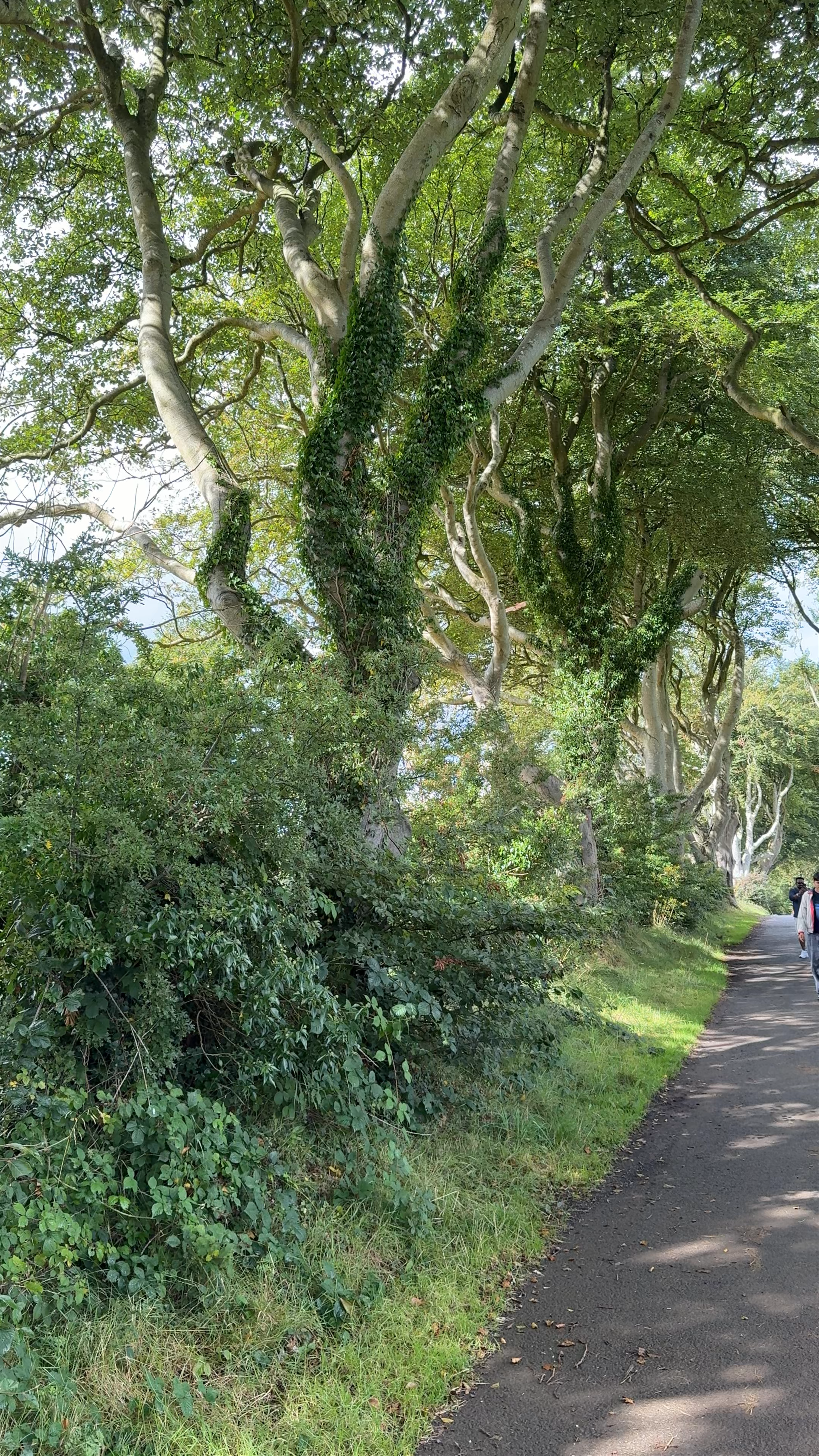 The Dark Hedges
