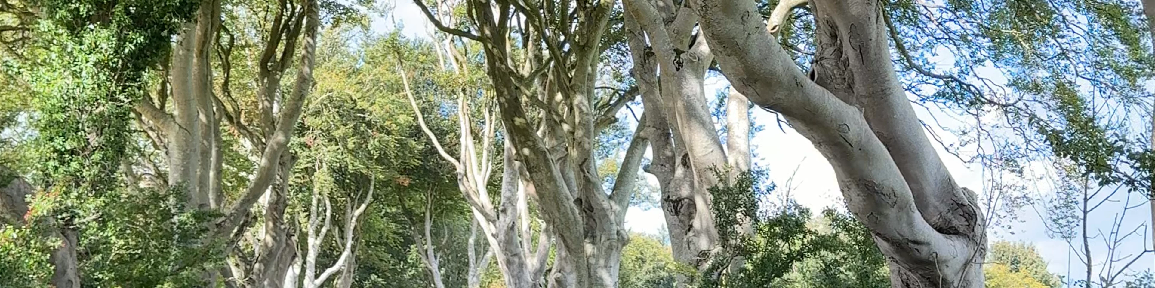 The Dark Hedges