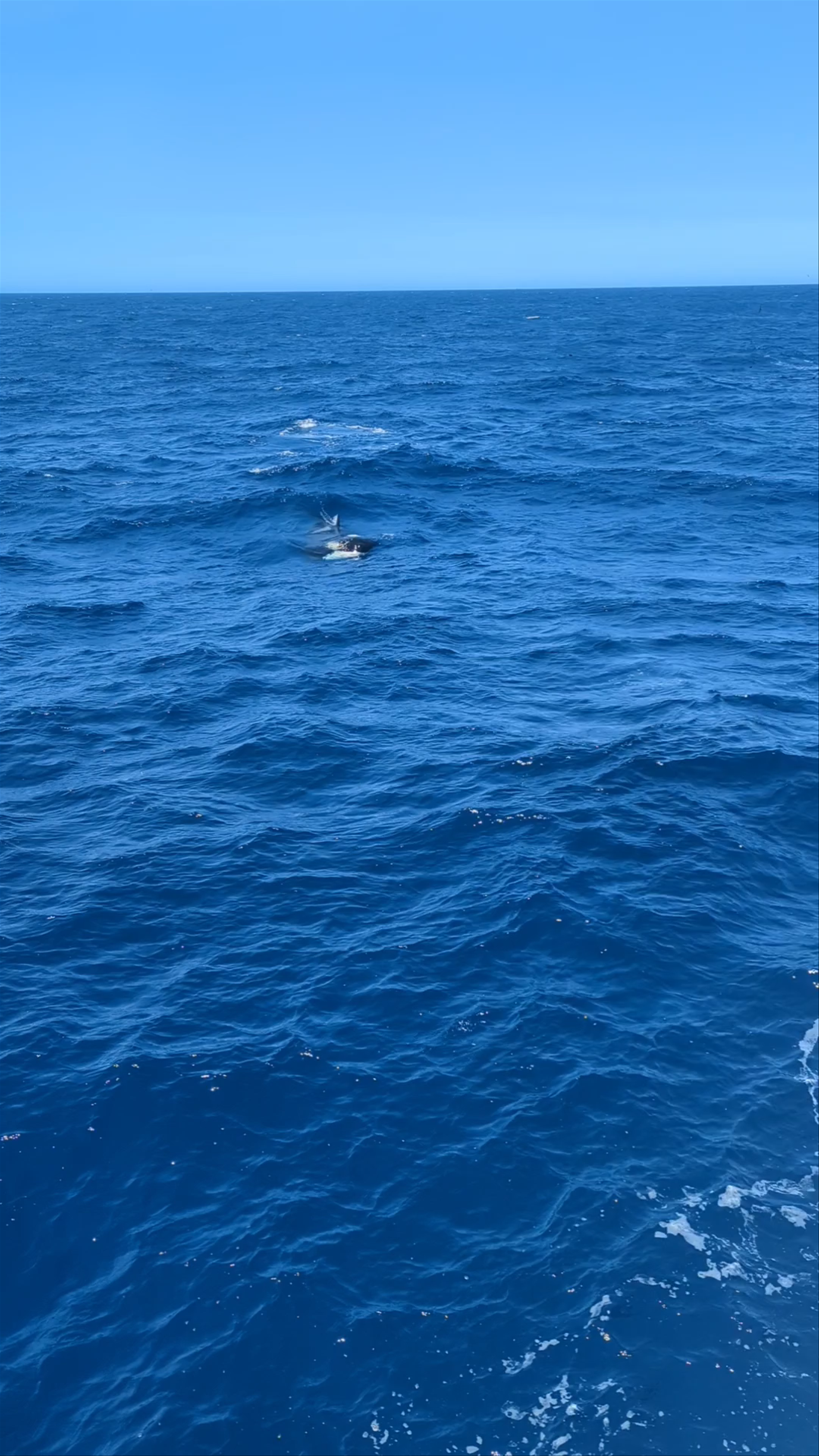 Naturaliste Charters - The Original Bremer Bay Orca Whale Watching Company