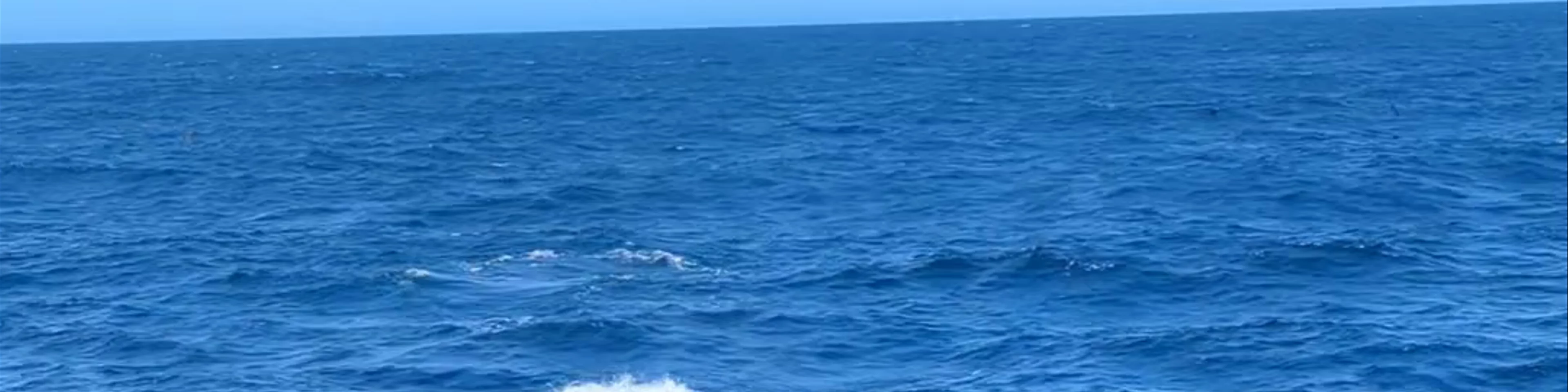 Naturaliste Charters - The Original Bremer Bay Orca Whale Watching Company