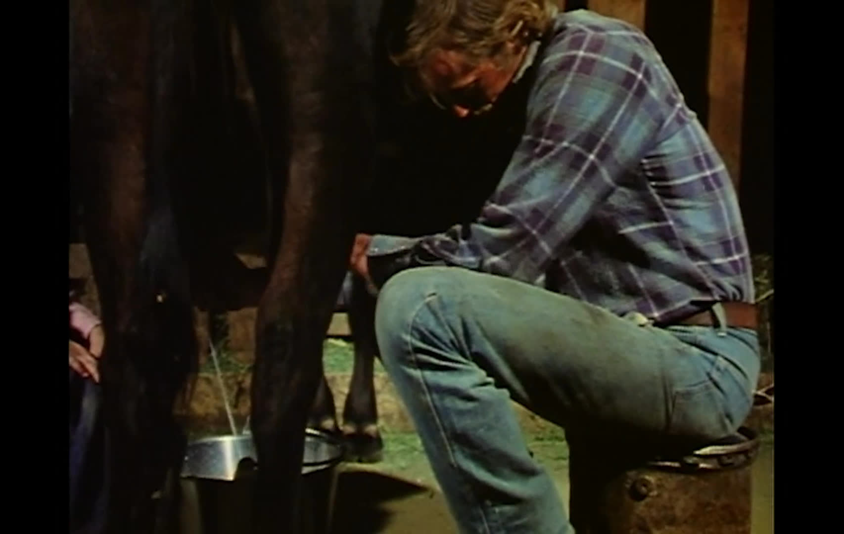 Cattle move across a pasture at sunset as a person on horseback guides them. A man sits beside a cow and milks it by hand, while a close-up captures a person speaking about ranch work.