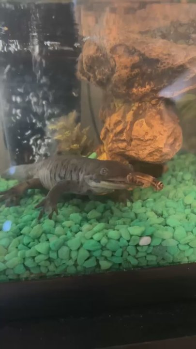 Pet Stop - Tiger Salamander - Pet Groomers Near Me - Shawnee, Kansas