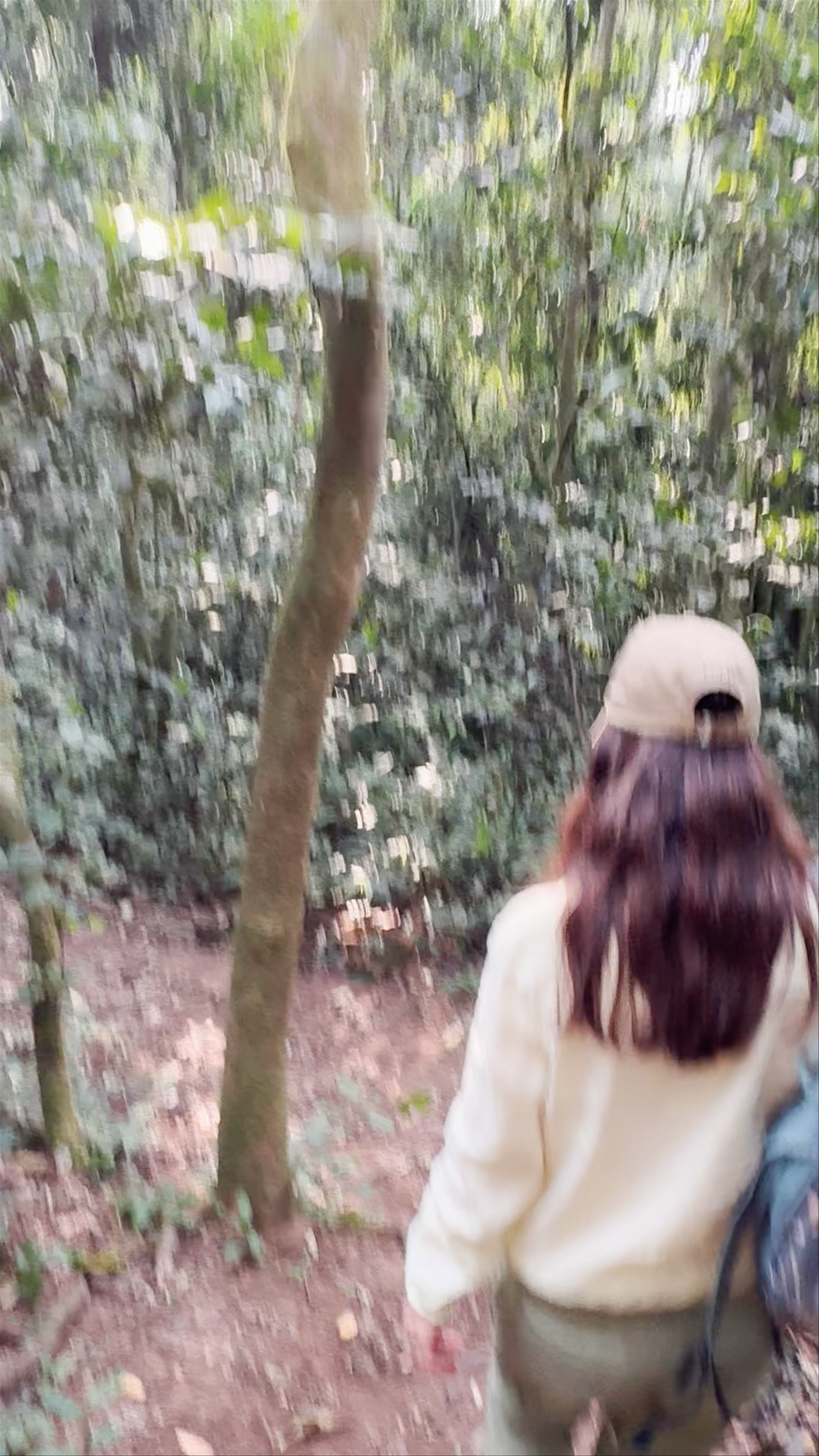 Chimps trails uganda tours