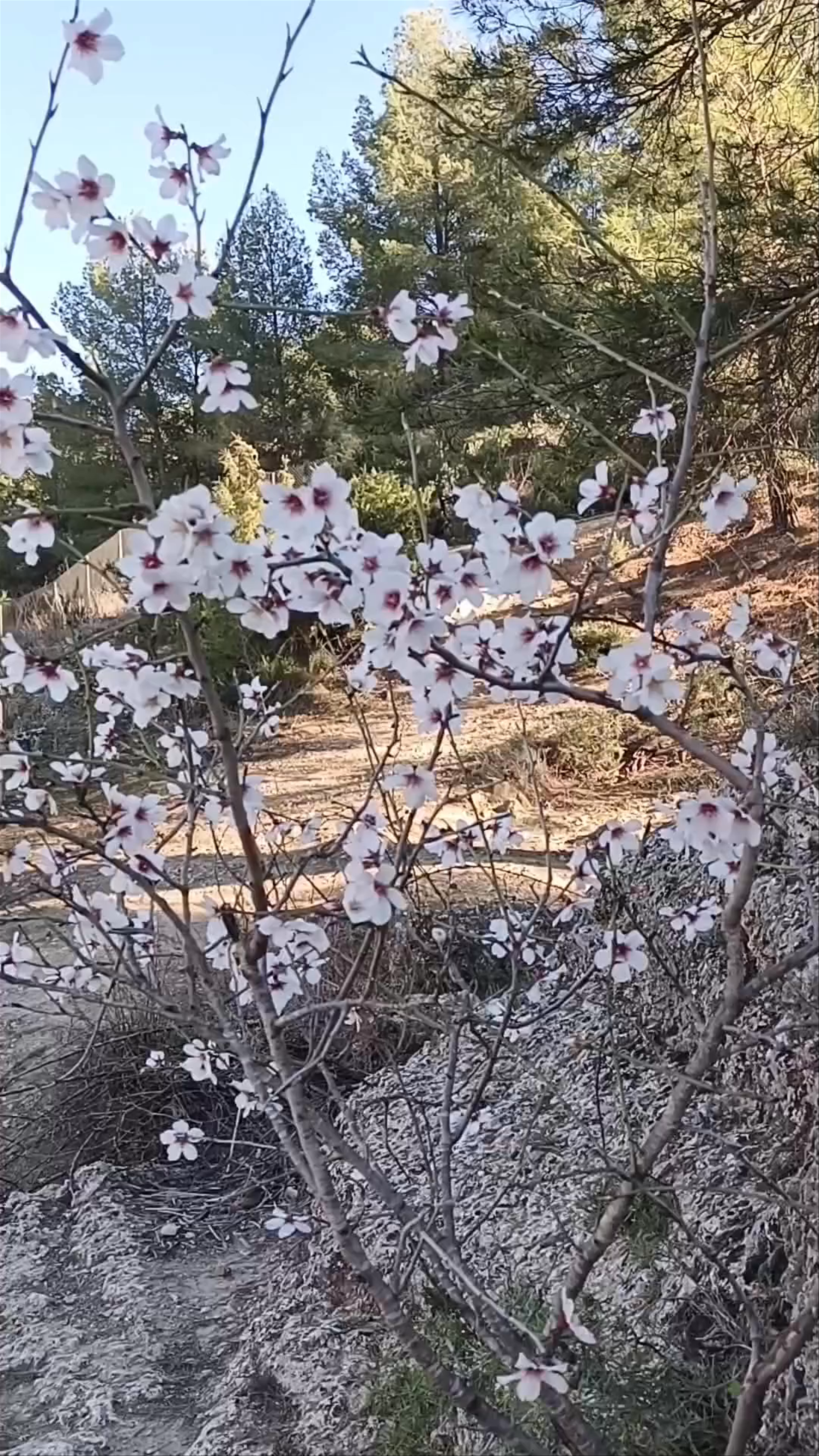 Paraje Fuente de Mula