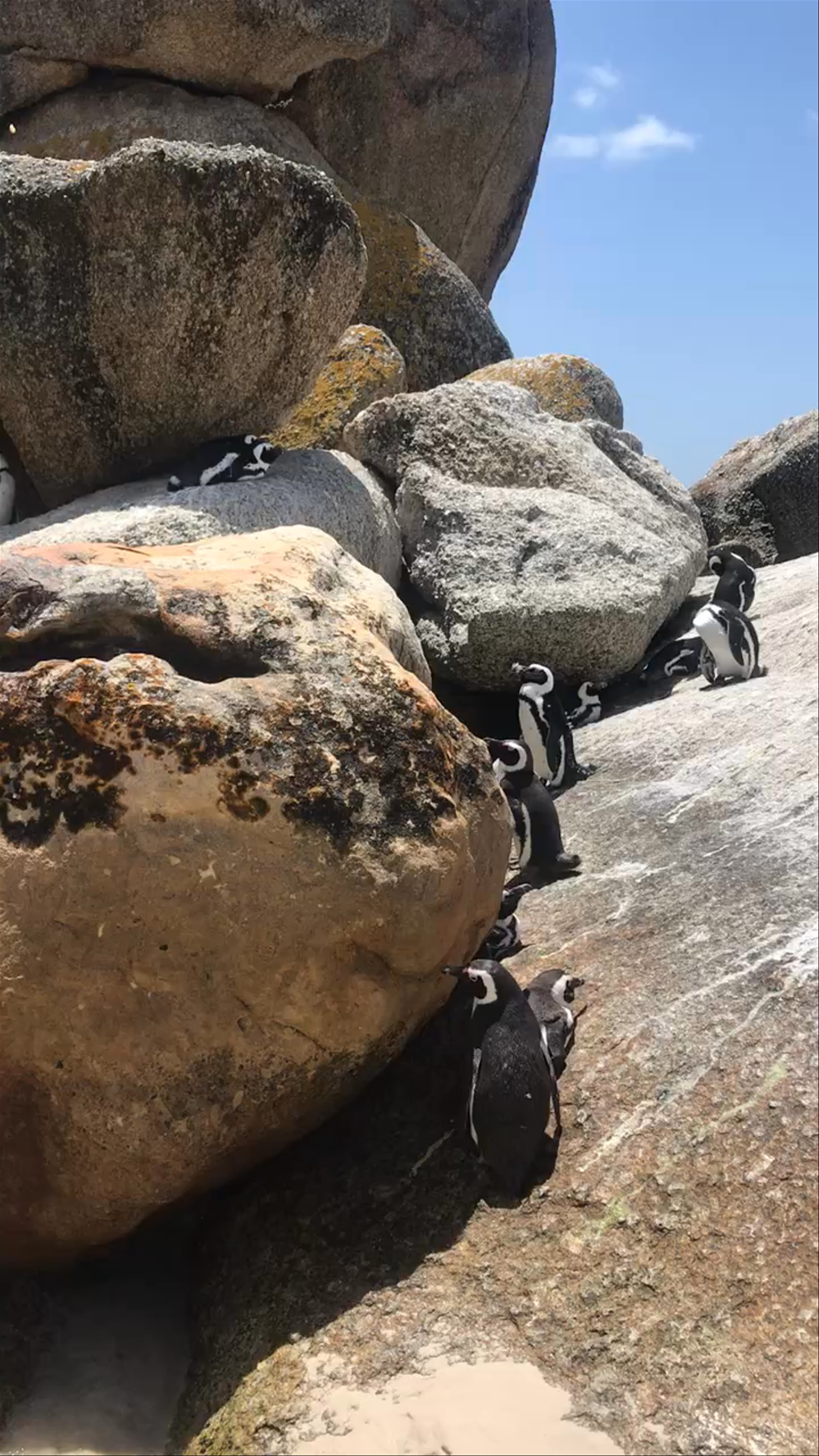 Boulders Beach