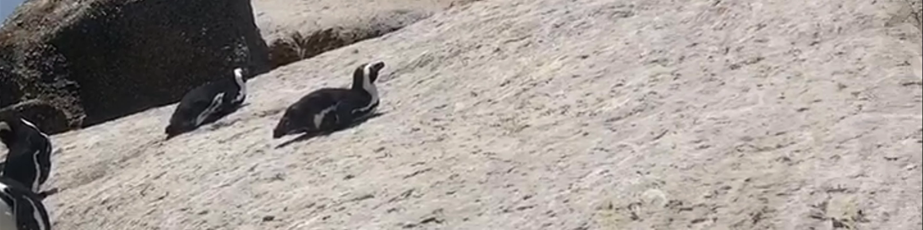 Boulders Beach
