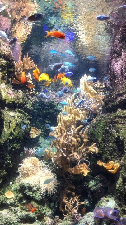L'Aquarium - Fish (poissons) - Aquariums Near Me - Paris, 75