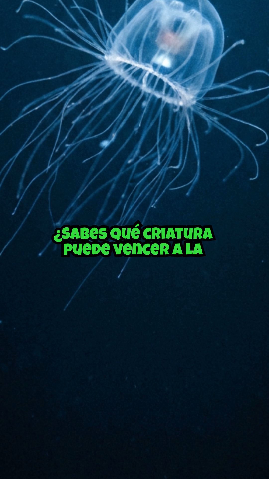 ¡La medusa inmortal que revierte la vejez! Turritopsis dohrnii