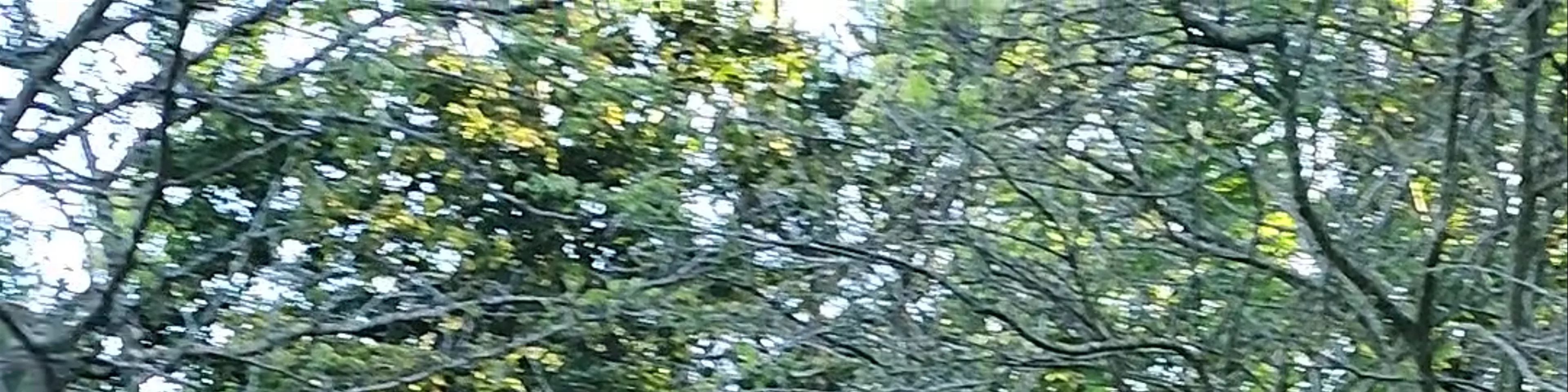Stephen's Green