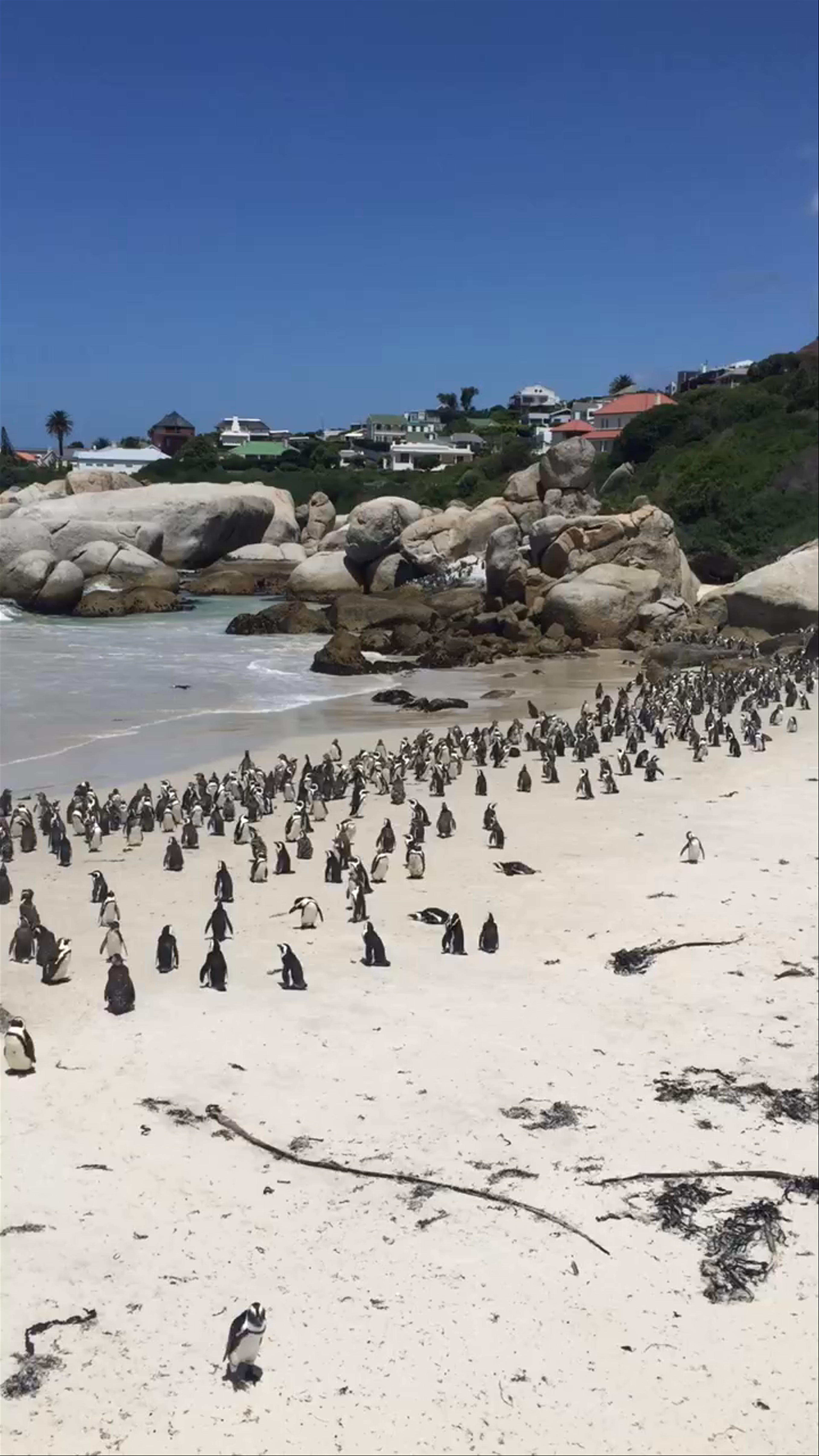 Boulders Beach